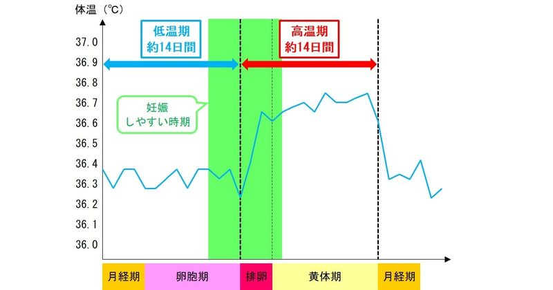 基礎体温グラフ